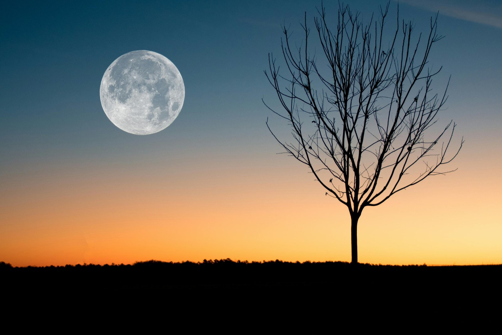 A tree with moon in the background