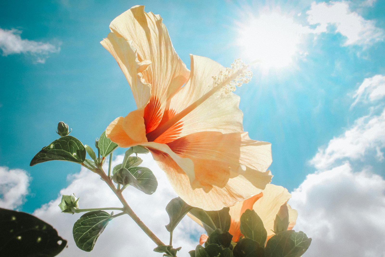 A hibiscus flower with sun in the background